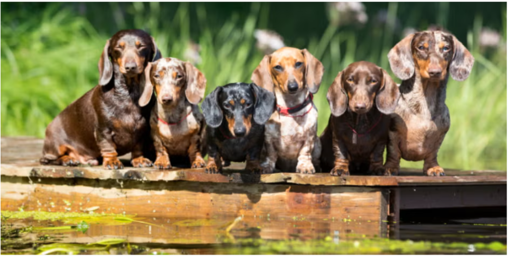 salchicha alta resolucion