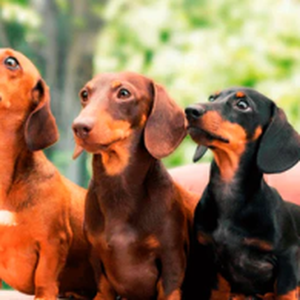 salchicha trio cuadrada alta resolucion